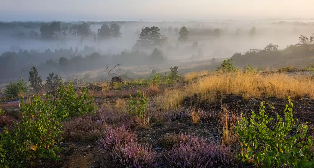 Lemelerberg-Heather-3